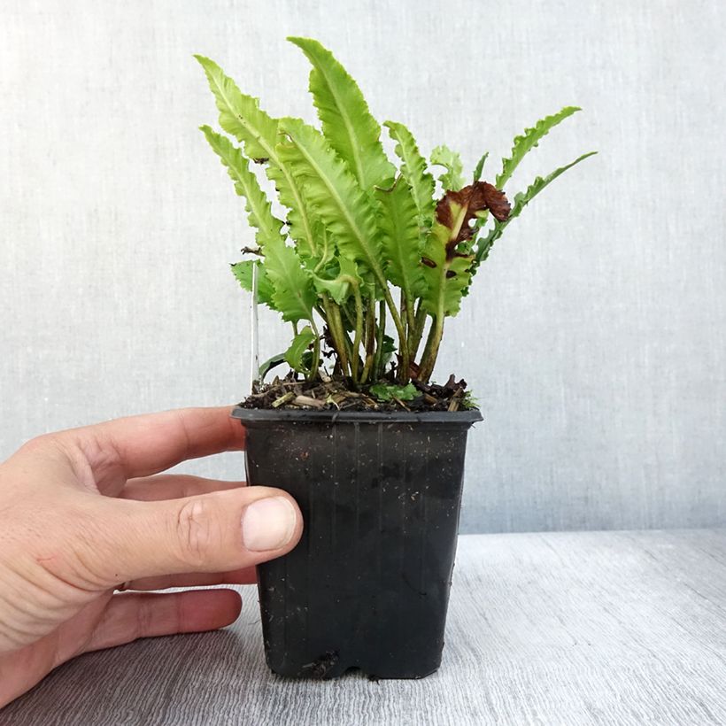 Esemplare di Asplenium scolopendrium Undulatum Angustatum - Lingua di cervo Vasetto da 8/9 cm come consegnato in autunno