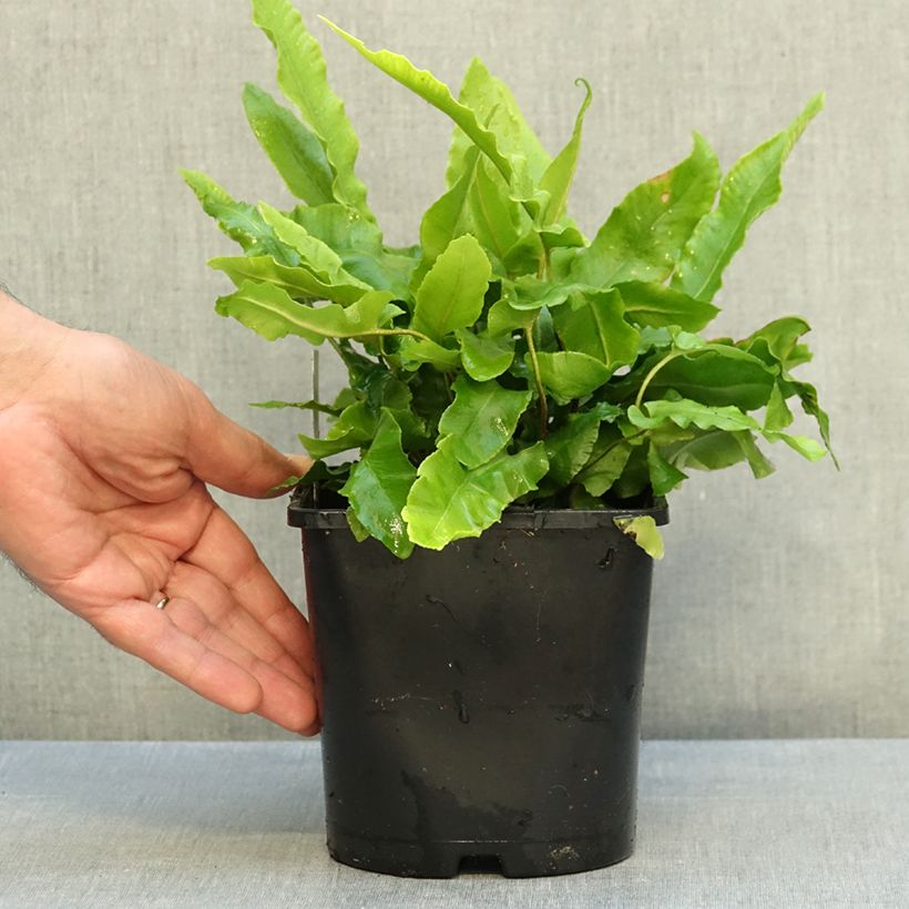 Esemplare di Asplenium scolopendrium Undulatum Group - Lingua di cervo Vaso da 2L/3L come consegnato in autunno