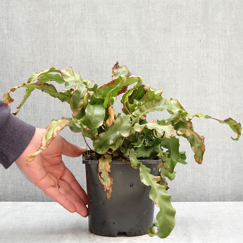 Asplenium scolopendrium Undulatum Group - Lingua di cervo Vaso da 2L/3L esemplare consegnato in primavera