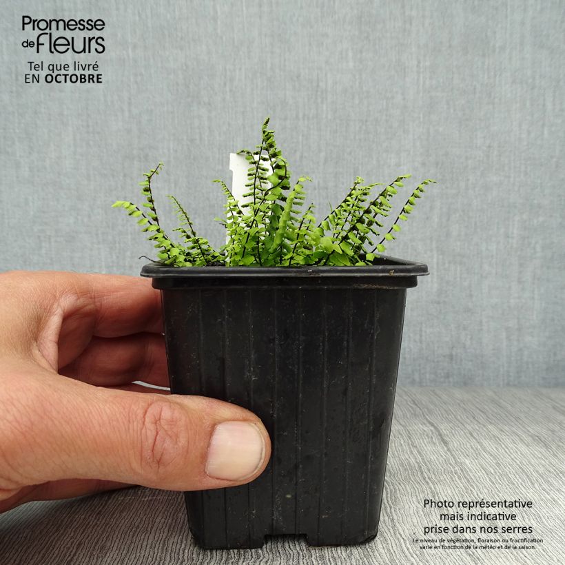 Esemplare di Asplenium trichomanes - Asplenio tricomane Vasetto da 8/9 cm come consegnato in autunno