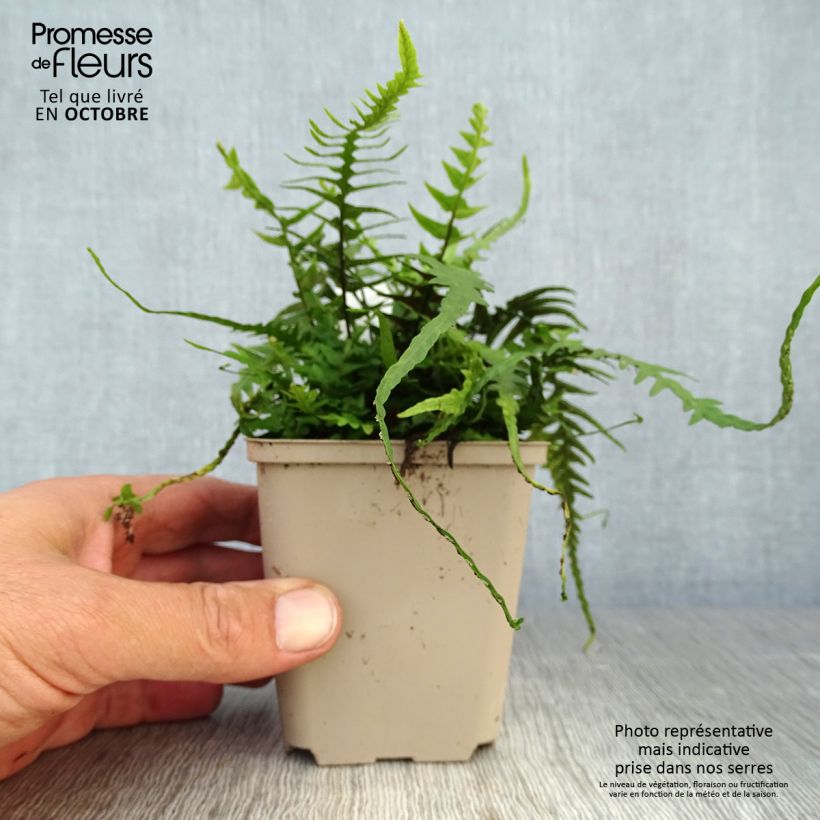 Esemplare di Asplenium ebenoides - Felce Vasetto da 8/9 cm come consegnato in autunno