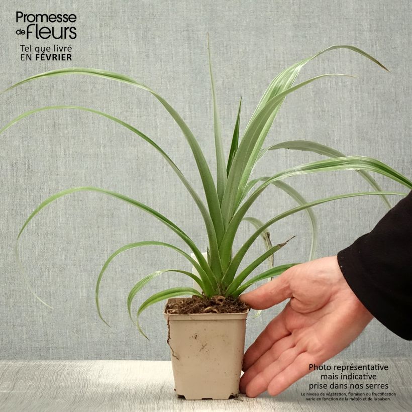 Astelia chathamica Silver Shadow Vasetto da 8/9 cm esemplare consegnato in inverno