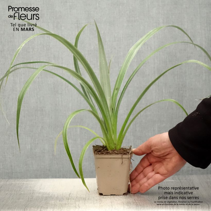 Astelia chathamica Silver Shadow Vasetto da 8/9 cm esemplare consegnato in primavera