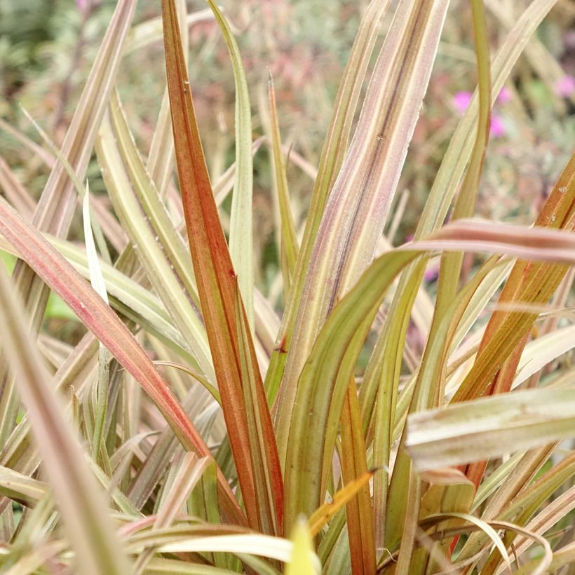 Astelia nervosa Westland (Fogliame)