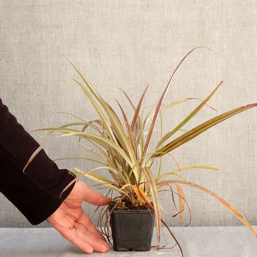 Astelia nervosa Westland Vasetto da 8/9 cm esemplare consegnato in inverno