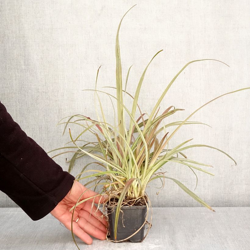 Astelia nervosa Westland Vasetto da 8/9 cm esemplare consegnato in primavera