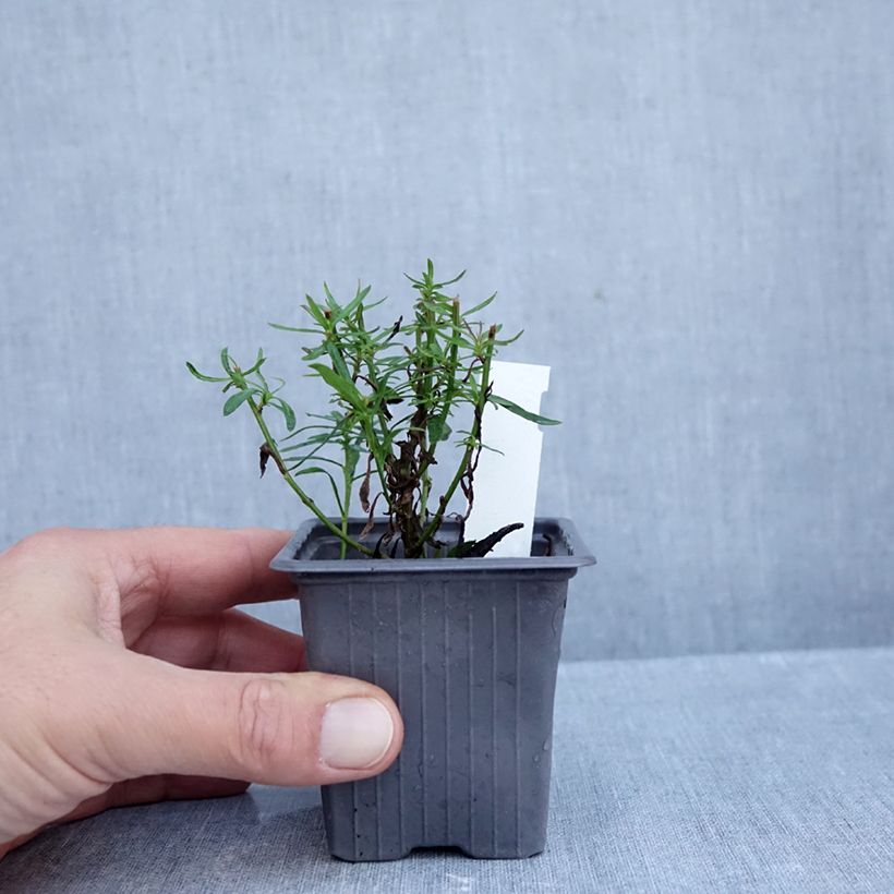 Esemplare di Aster linariifolius Vasetto da 8/9 cm come consegnato in autunno