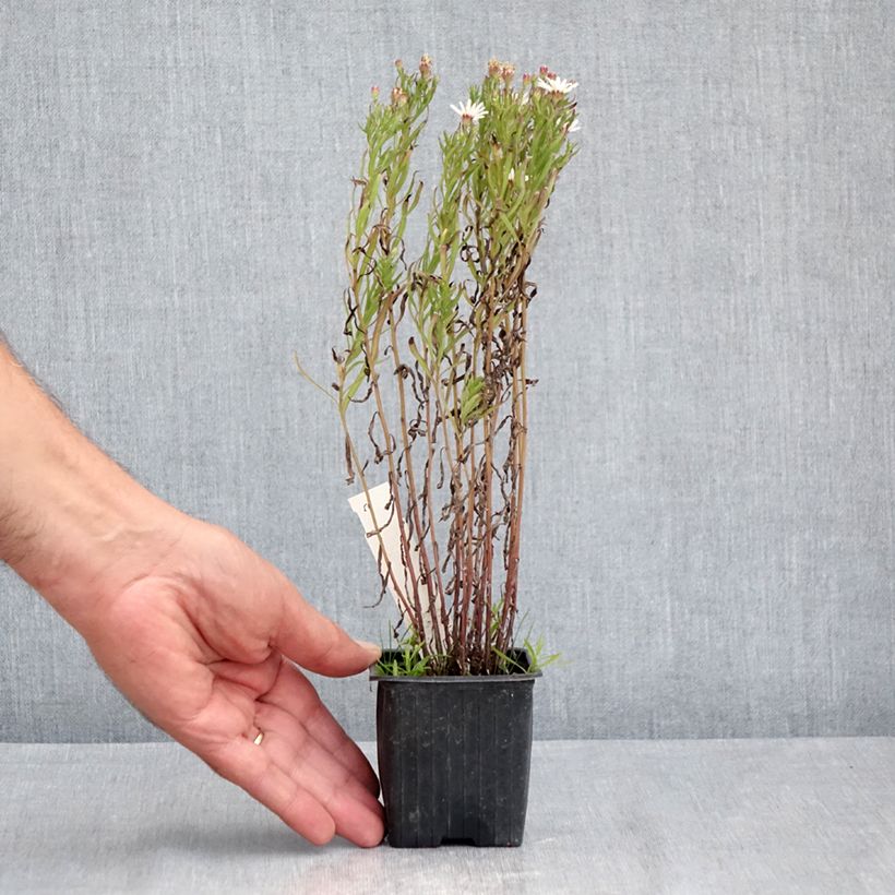 Esemplare di Aster linariifolius Vasetto da 8/9 cm consegnato in estate