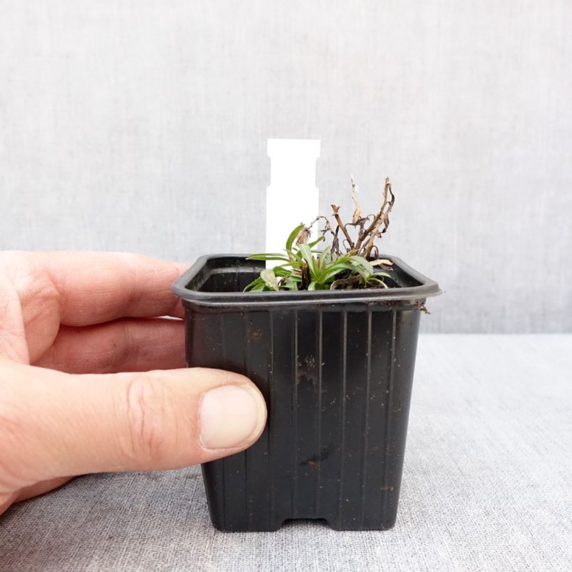 Aster linariifolius Vasetto da 8/9 cm esemplare consegnato in inverno