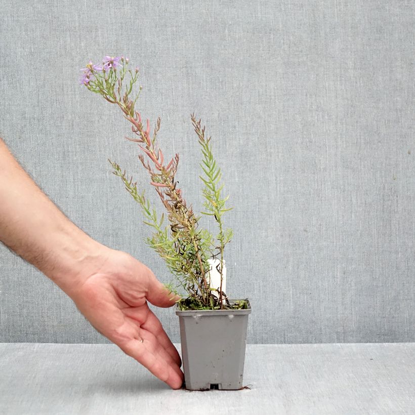 Esemplare di Aster sedifolius Vasetto da 8/9 cm come consegnato in autunno