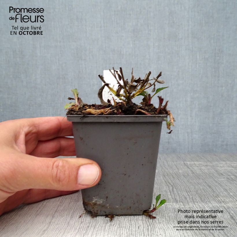 Esemplare di Aster ageratoides Adustus Nanus Vasetto da 8/9 cm come consegnato in autunno
