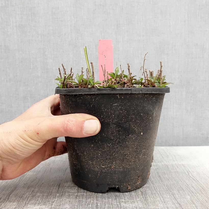 Aster ageratoides Adustus Nanus Vaso da 1,5L/2L esemplare consegnato in primavera