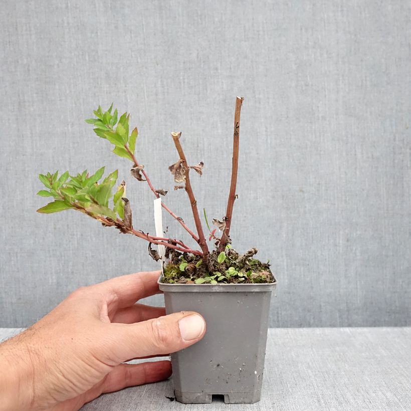 Esemplare di Aster ageratoides Asran Vasetto da 8/9 cm come consegnato in autunno