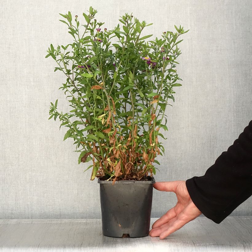 Esemplare di Aster ageratoides Ezo Murasaki Vaso da 2L/3L come consegnato in autunno