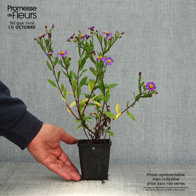 Esemplare di Aster ageratoides Ezo Murasaki Vasetto da 8/9 cm come consegnato in autunno