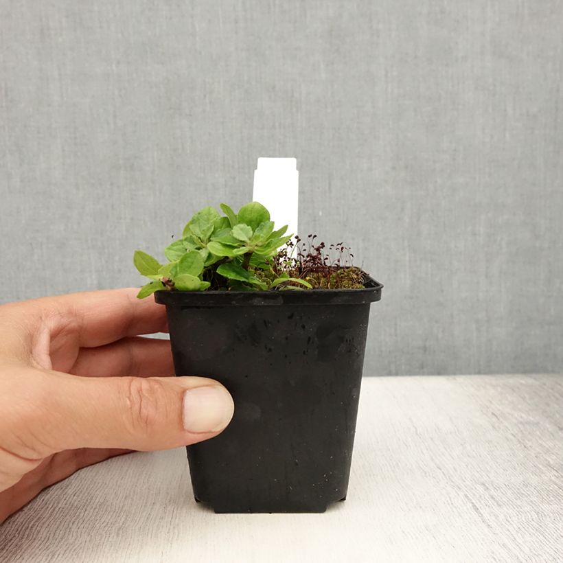 Esemplare di Aster ageratoides Harry Schmidt Vasetto da 8/9 cm consegnato in estate