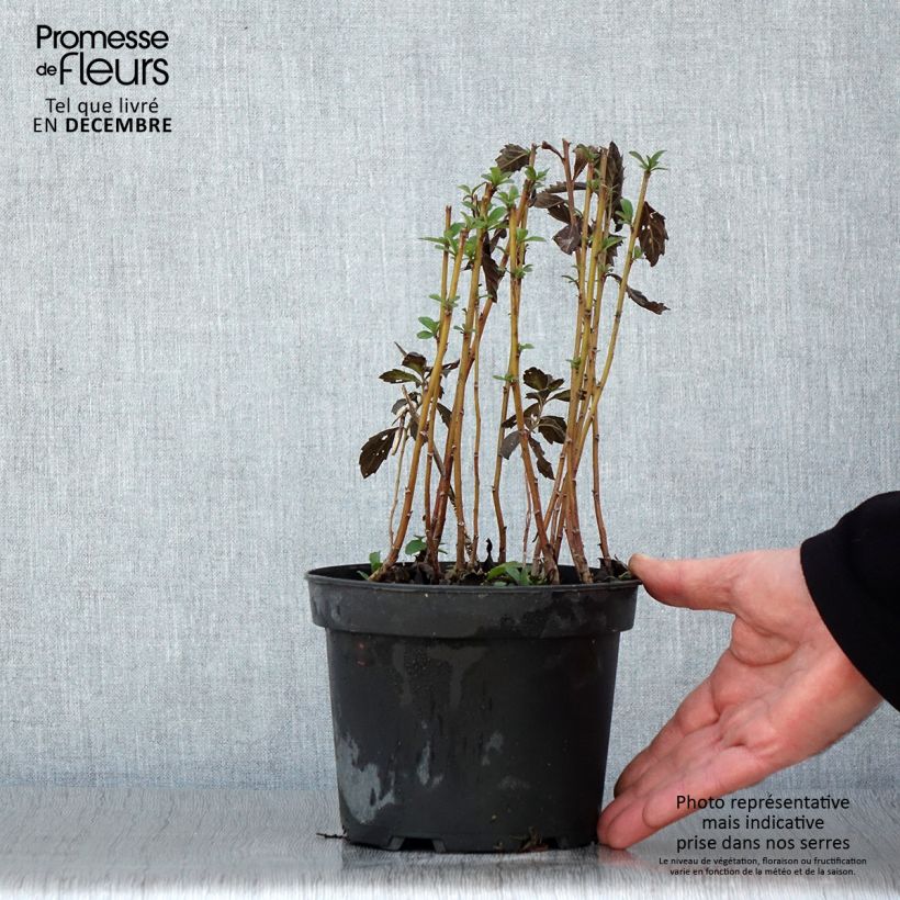Esemplare di Aster ageratoides Stardust Vaso da 2L/3L come consegnato in autunno