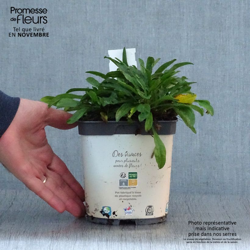 Esemplare di Aster alpinus Albus - Astro alpino Vaso da 2L/3L come consegnato in autunno