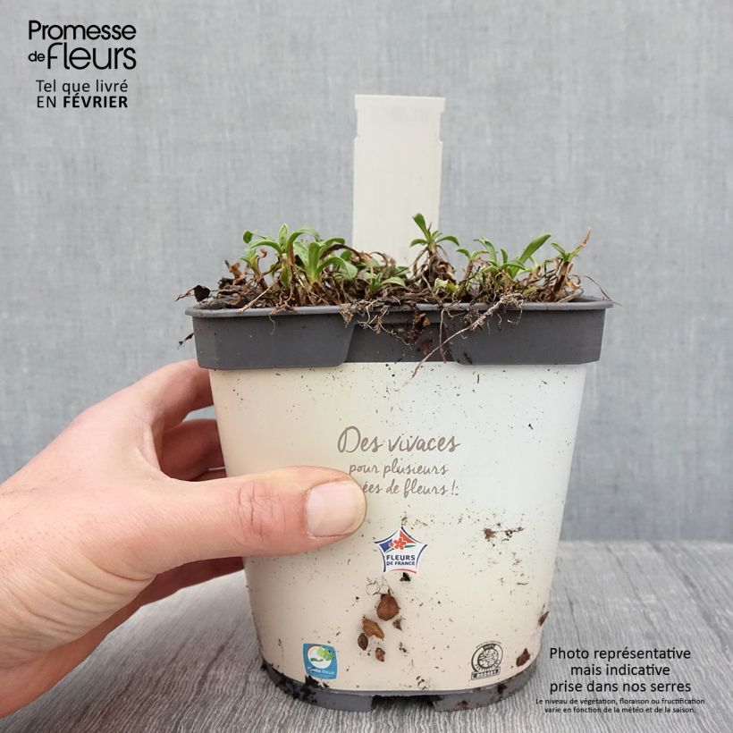 Aster alpinus Albus - Astro alpino Vaso da 2L/3L esemplare consegnato in inverno