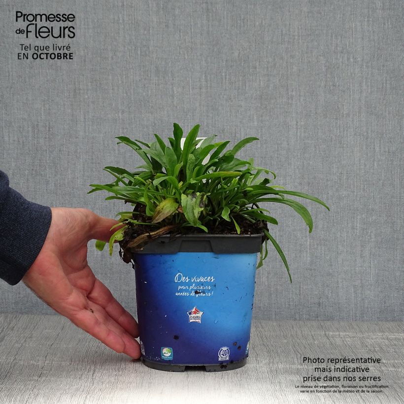 Esemplare di Aster alpinus Goliath - Astro alpino Vaso da 2L/3L come consegnato in autunno