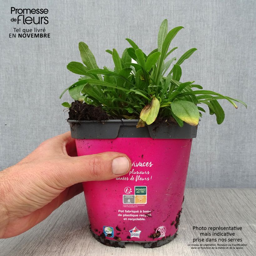 Esemplare di Aster alpinus Happy End - Astro alpino Vaso da 2L/3L come consegnato in autunno