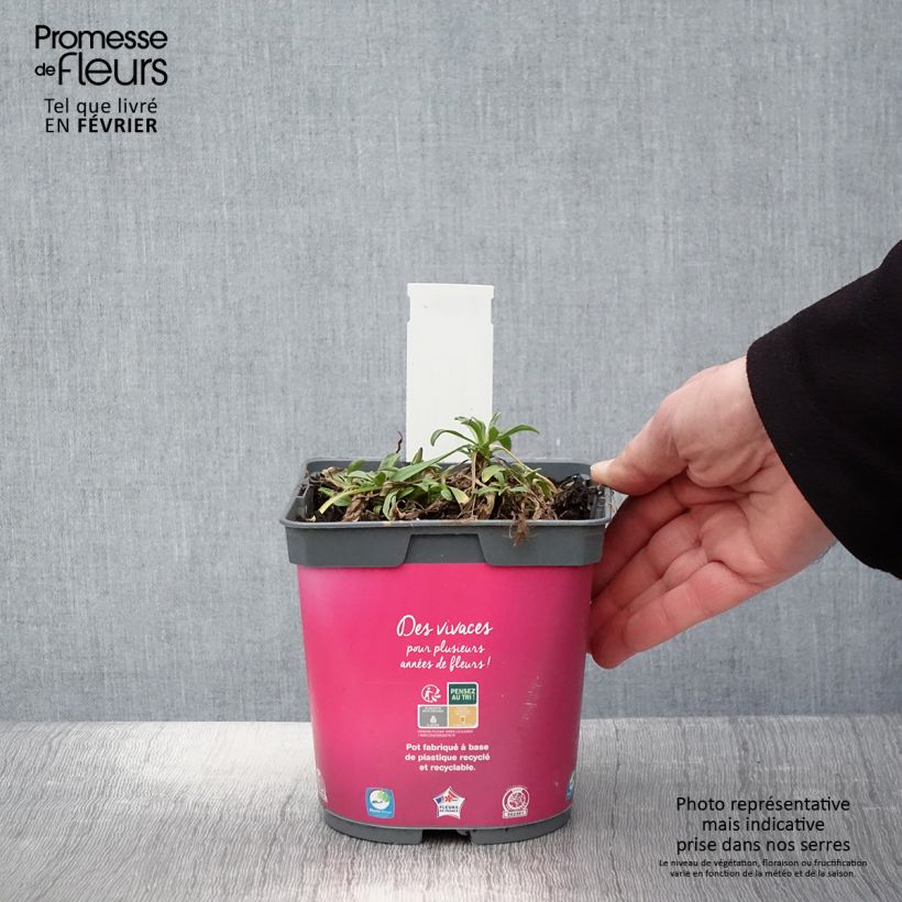 Aster alpinus Happy End - Astro alpino Vaso da 2L/3L esemplare consegnato in inverno