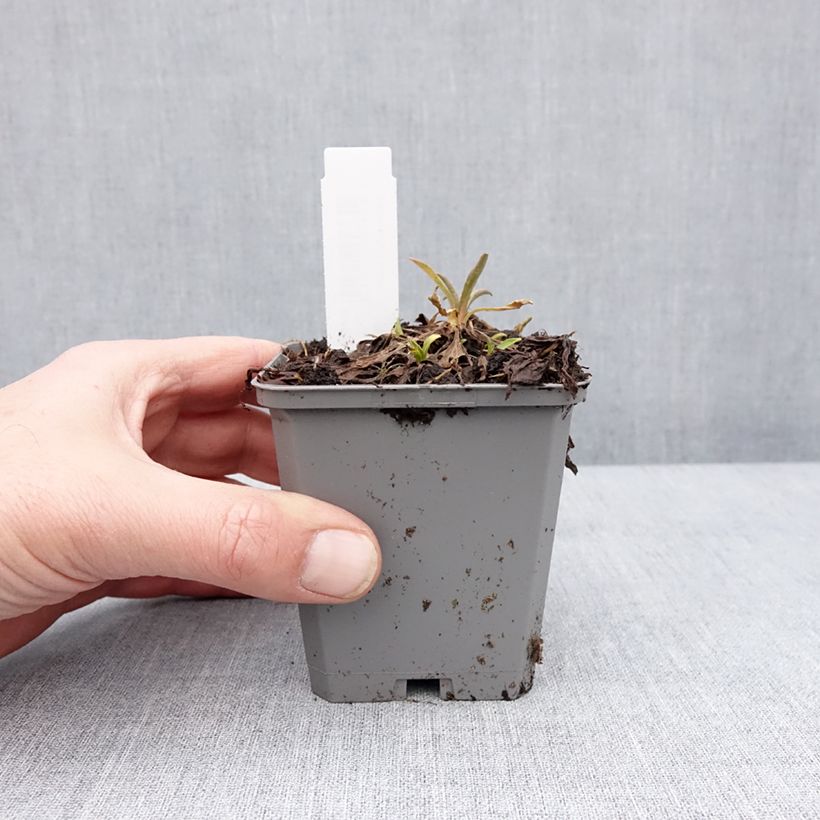 Aster alpinus Pinkie - Astro alpino Vasetto da 8/9 cm esemplare consegnato in inverno