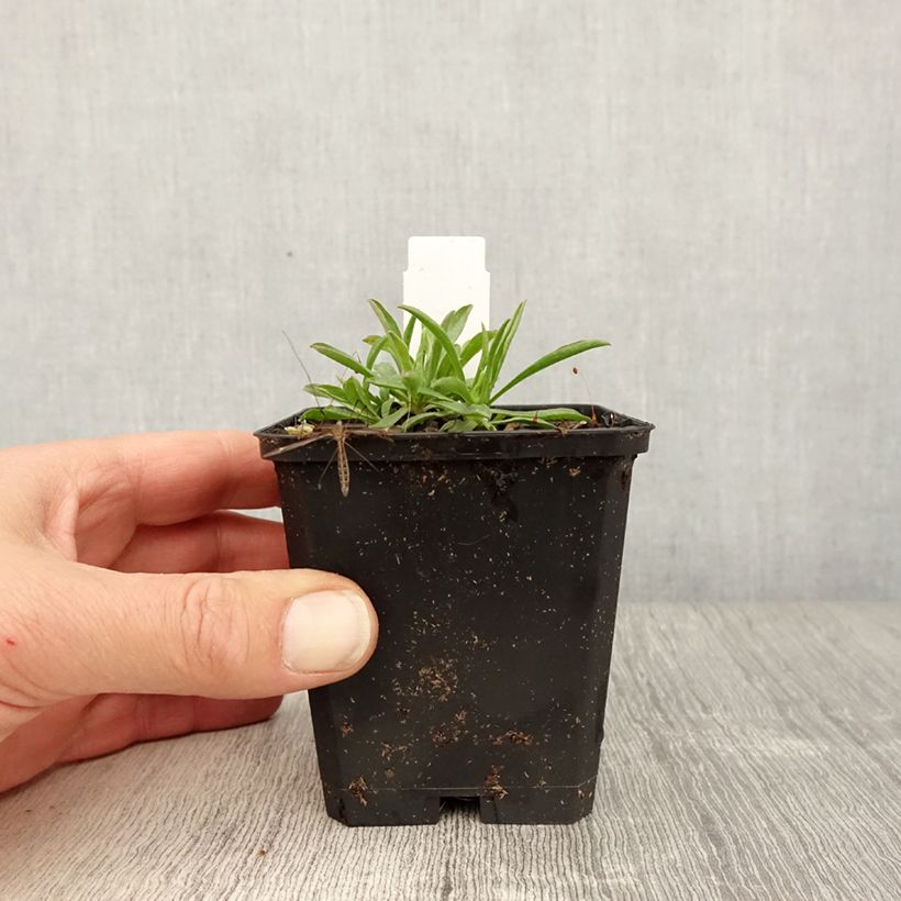 Aster alpinus Pinkie - Astro alpino Vasetto da 8/9 cm esemplare consegnato in primavera