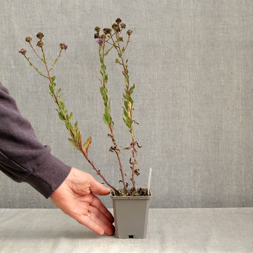 Esemplare di Aster amellus King George - Astro di Virgilio Vasetto da 8/9 cm come consegnato in autunno