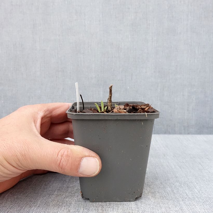 Aster amellus Sonora - Astro di Virgilio Vasetto da 8/9 cm esemplare consegnato in primavera