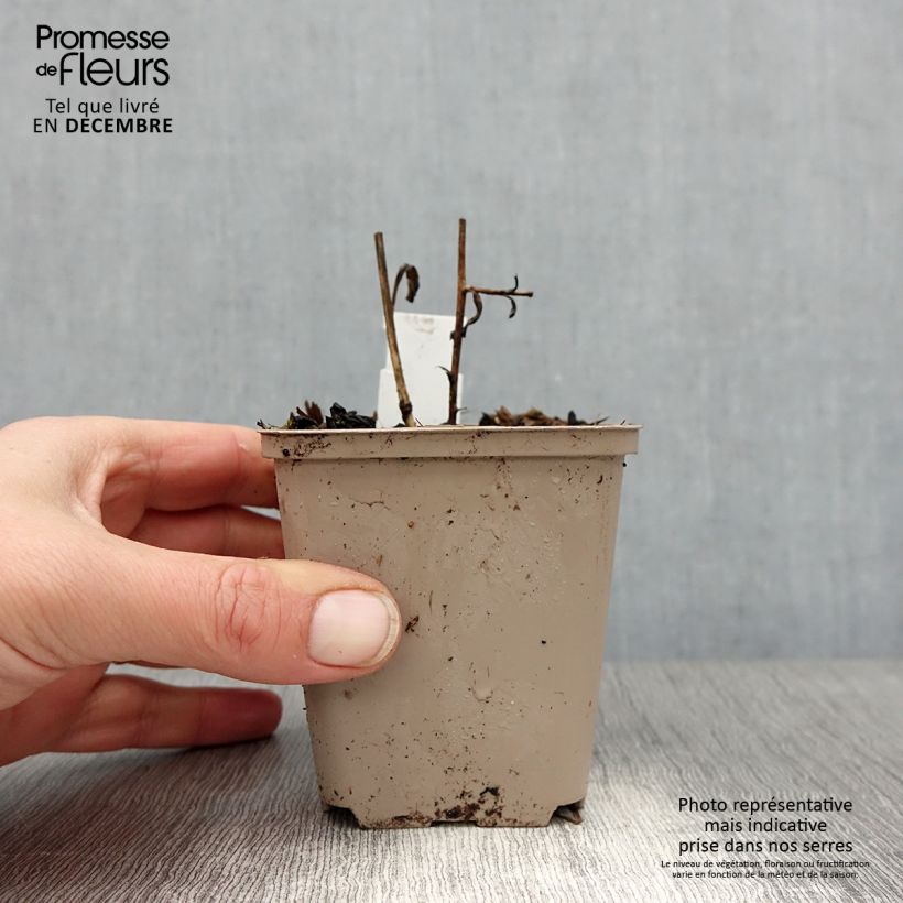 Aster amellus Sonora - Astro di Virgilio Vasetto da 8/9 cm esemplare consegnato in inverno