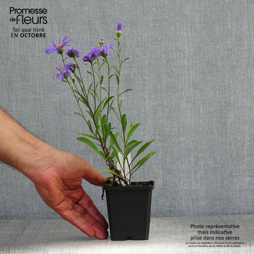 Esemplare di Aster amellus Veilchenkönigin - Violet Queen - Astro di Virgilio Vasetto da 8/9 cm come consegnato in autunno
