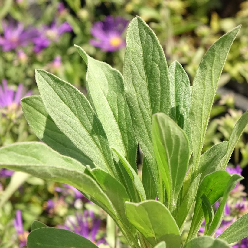 Aster amellus Veilchenkönigin - Violet Queen - Astro di Virgilio (Fogliame)