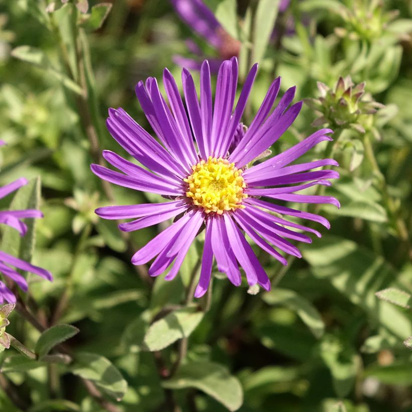 Aster amellus Veilchenkönigin - Violet Queen - Astro di Virgilio (Fioritura)