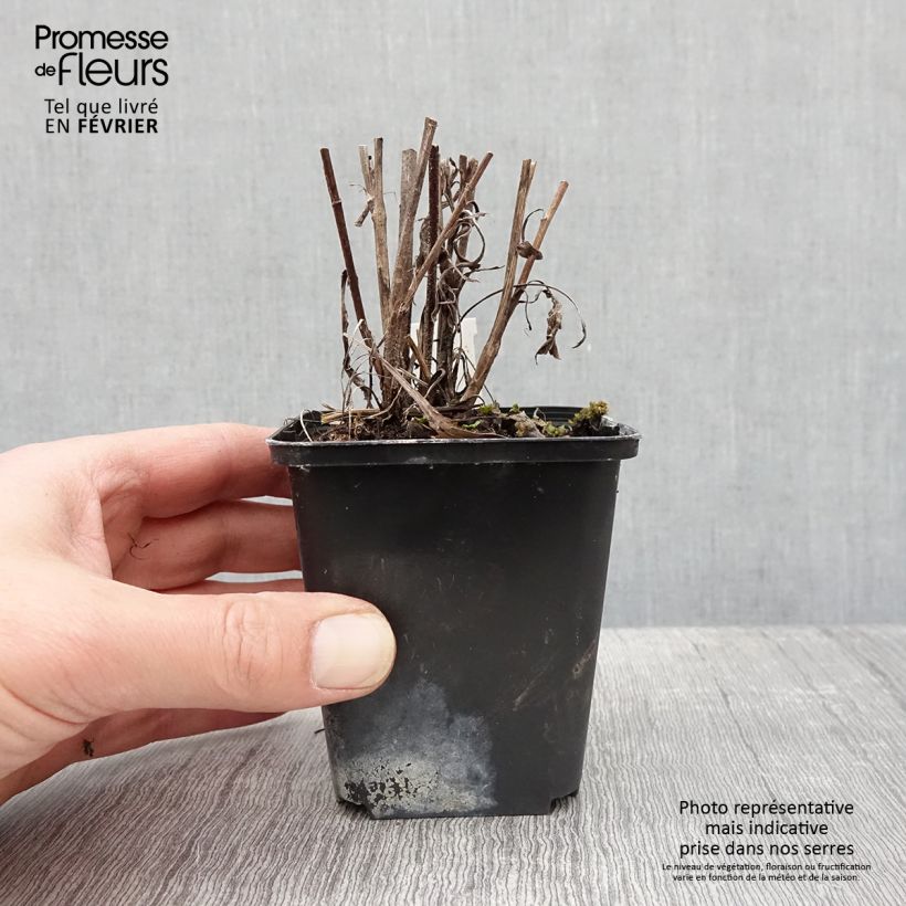 Aster azureus Vasetto da 8/9 cm esemplare consegnato in inverno