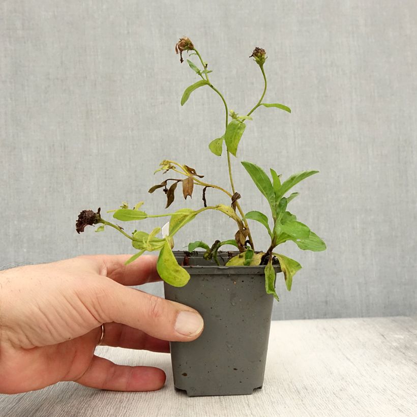 Esemplare di Aster JS Bart's Blue Beauty Vasetto da 8/9 cm come consegnato in autunno