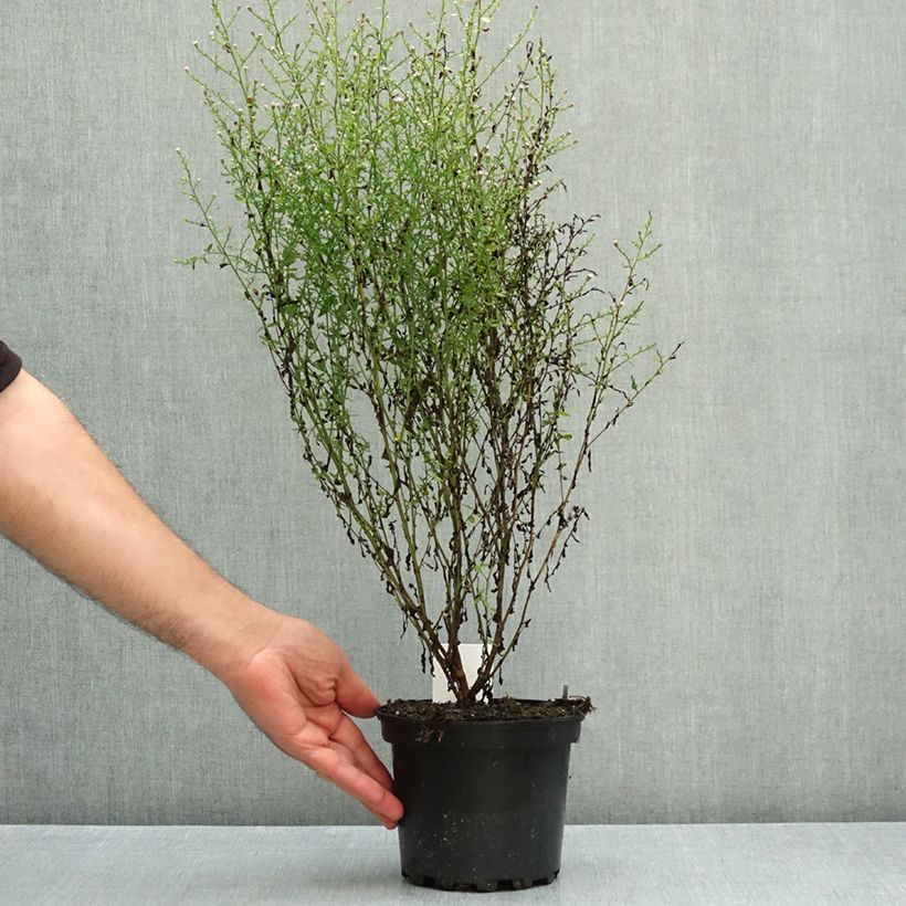 Esemplare di Aster cordifolius Idéal Vaso da 2L/3L come consegnato in autunno