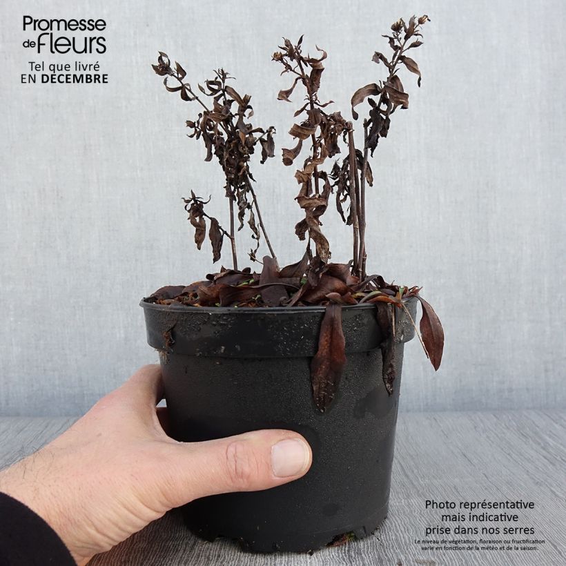 Esemplare di Aster dumosus Anneke Vaso da 1,5L/2L come consegnato in autunno