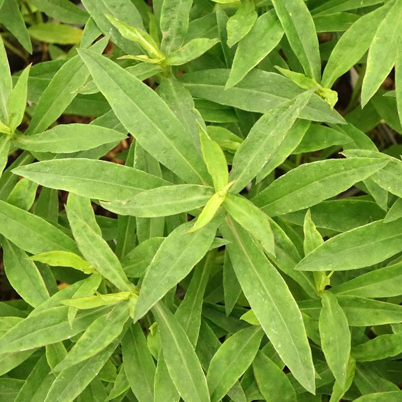 Aster dumosus Anneke (Fogliame)