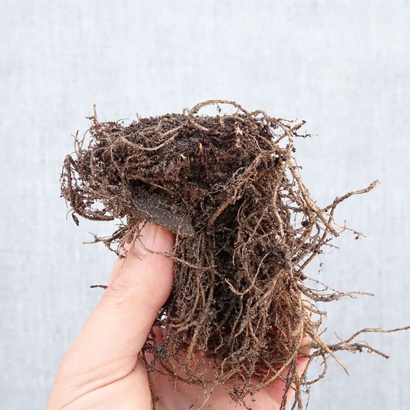Aster dumosus Anneke Piante piccole a radice nuda esemplare consegnato in inverno