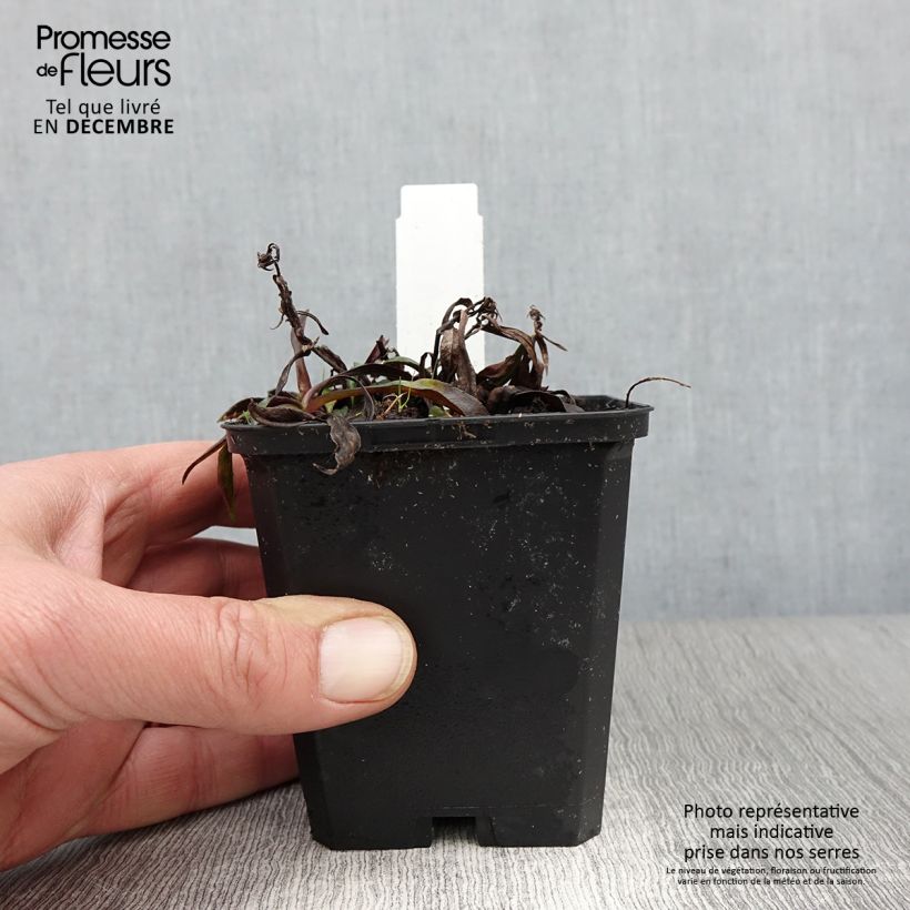 Esemplare di Aster dumosus Augenweide Vasetto da 8/9 cm come consegnato in autunno