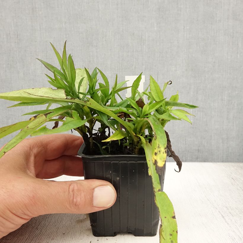 Esemplare di Aster dumosus Augenweide Vasetto da 8/9 cm consegnato in estate