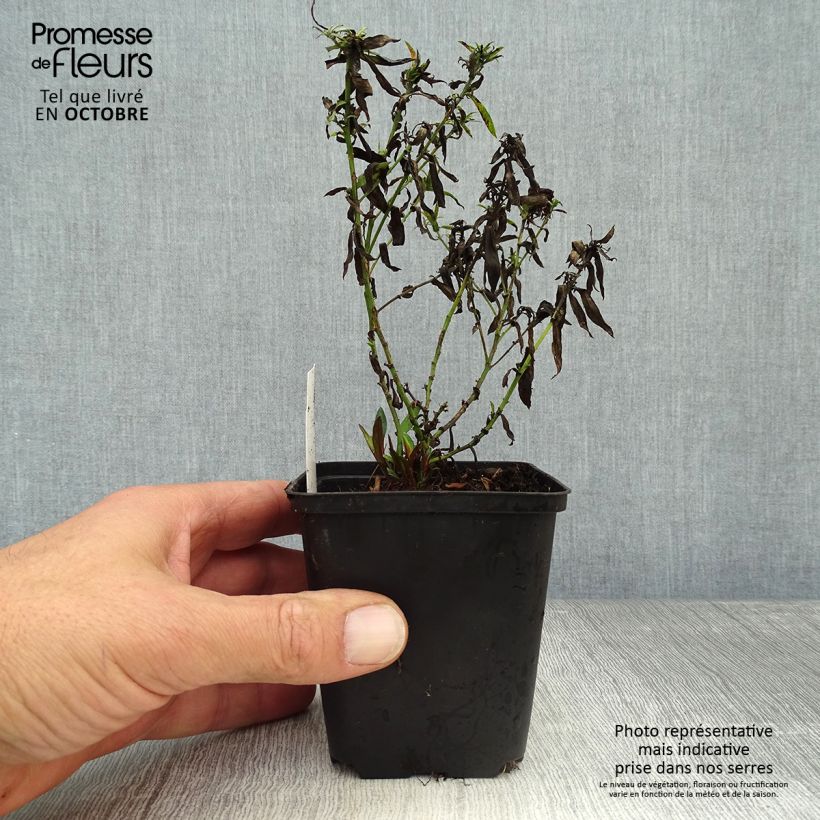 Esemplare di Aster dumosus Bahamas Vasetto da 8/9 cm come consegnato in autunno