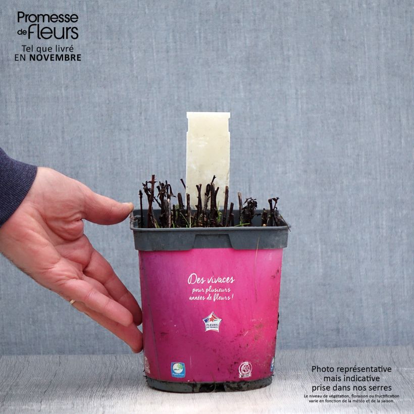 Esemplare di Aster dumosus Bahamas Vaso da 2L/3L come consegnato in autunno