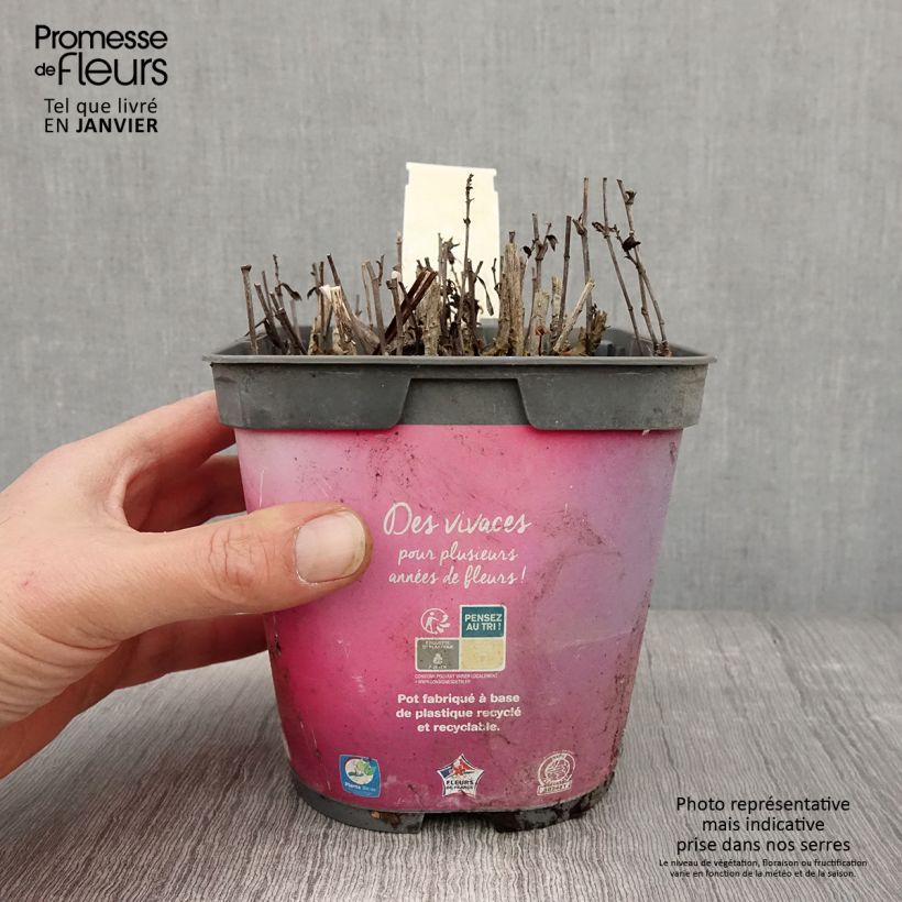 Aster dumosus Bahamas Vaso da 2L/3L esemplare consegnato in inverno