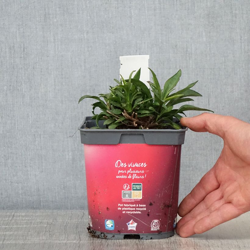 Aster dumosus Bahamas Vaso da 2L/3L esemplare consegnato in primavera