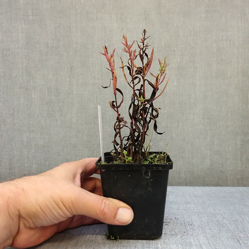 Esemplare di Aster dumosus Heinz-Richard Vasetto da 8/9 cm come consegnato in autunno
