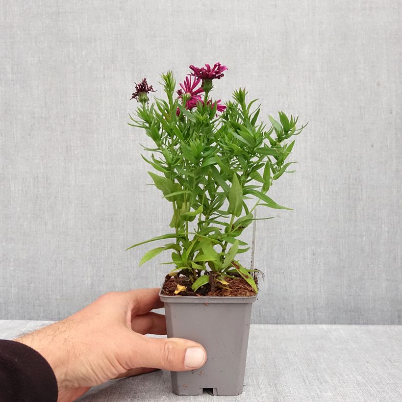 Esemplare di Aster dumosus Jenny Vasetto da 8/9 cm come consegnato in autunno