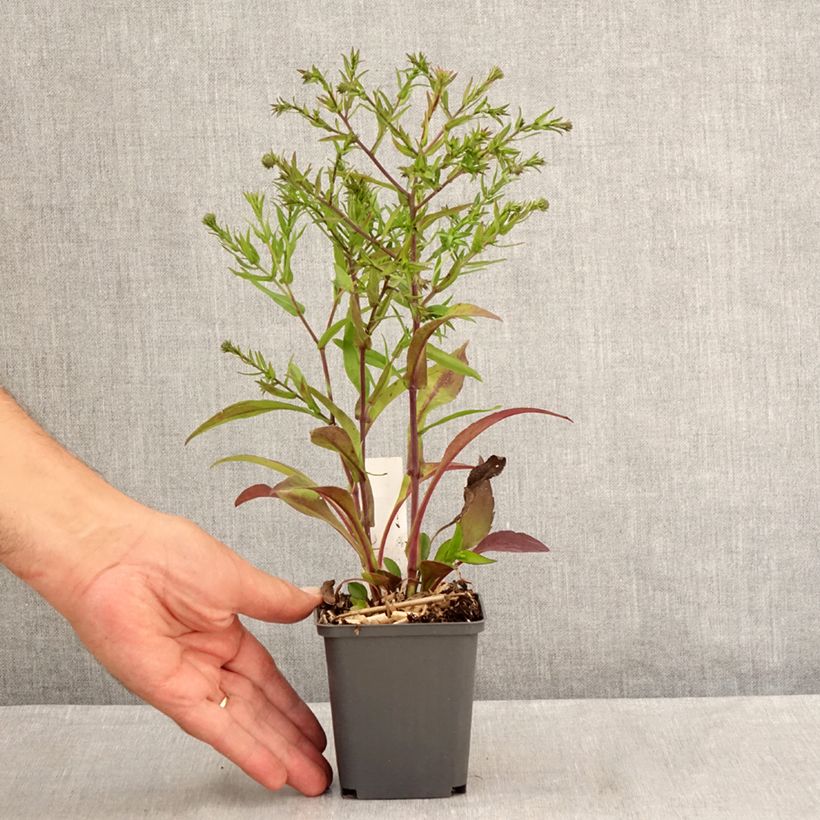 Esemplare di Aster dumosus Jenny Vasetto da 8/9 cm consegnato in estate
