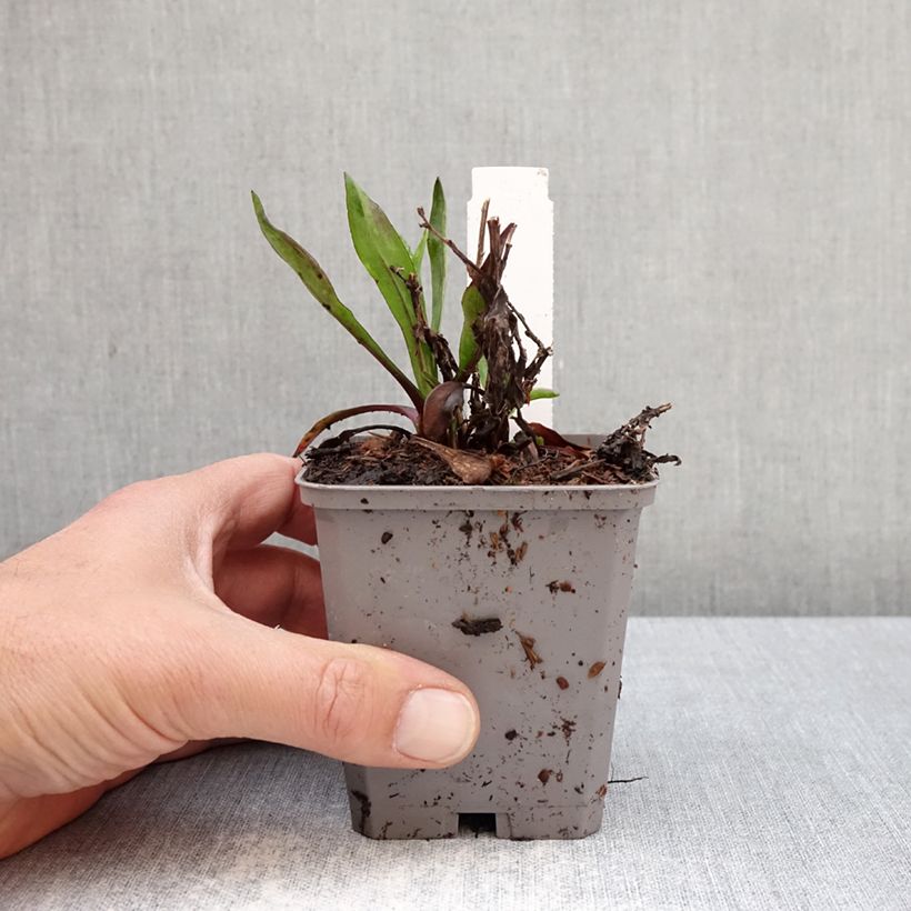 Aster dumosus Jenny Vasetto da 8/9 cm esemplare consegnato in primavera